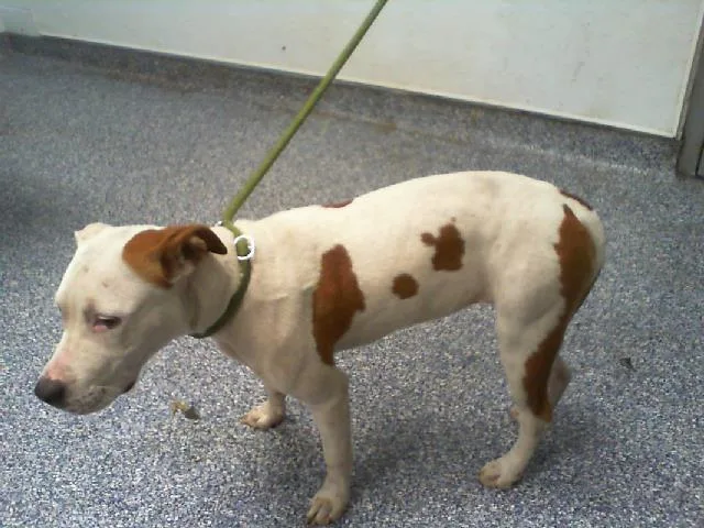 A young medium-sized female Pit Bull Terrier dog named Pammy for adoption in Charlotte, NC