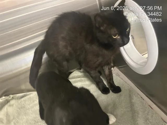 An adult small-sized female Domestic Short Hair cat named Onni for adoption in Ocala, FL