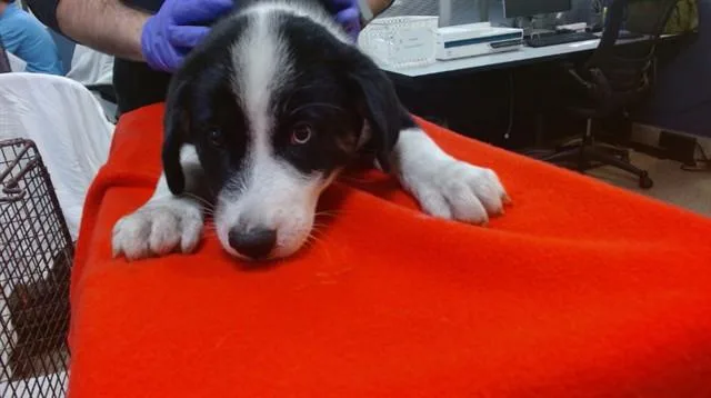 A baby small-sized male Siberian Husky dog named Ranga for adoption in Miami, FL
