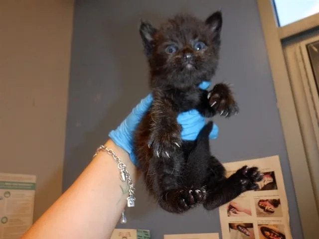 A baby small-sized male Domestic Short Hair cat named Darlin for adoption in San Jose, CA