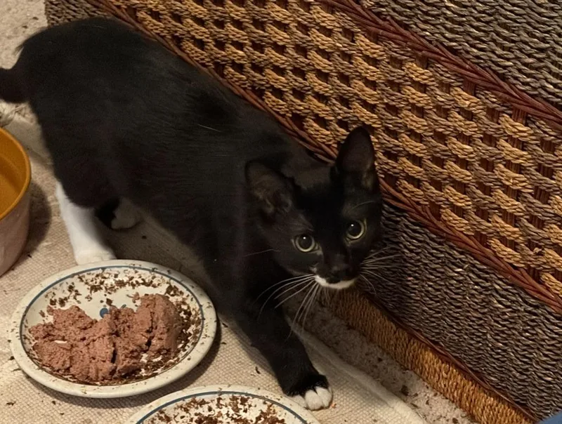 A baby small-sized male Domestic Short Hair cat named Elliot for adoption in Ballwin, MO