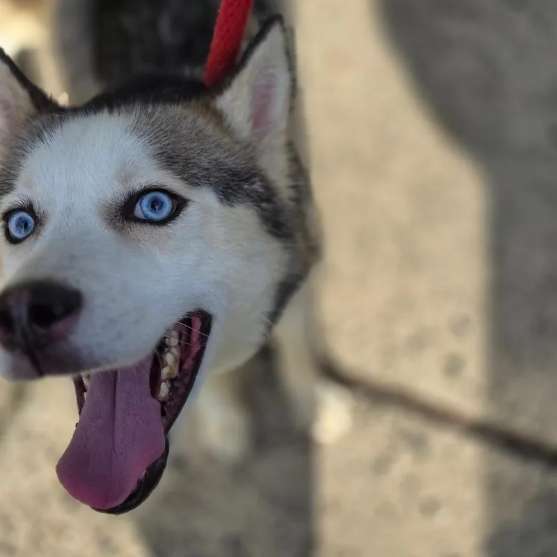 An adult medium-sized male Apricot / Beige Husky dog named Deizel for adoption in Philadelphia, PA