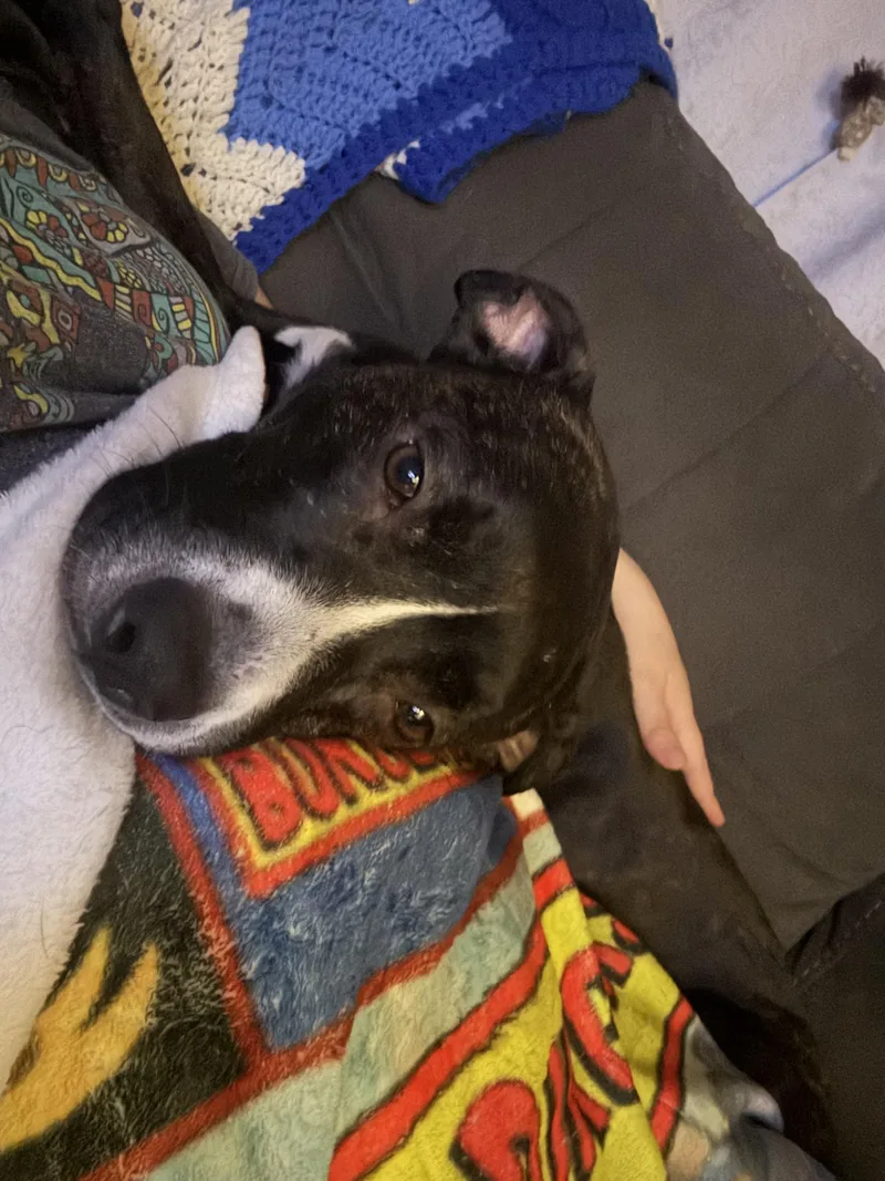 A young medium-sized male Black Pit Bull Terrier dog named Mason for adoption in Westminster, MD