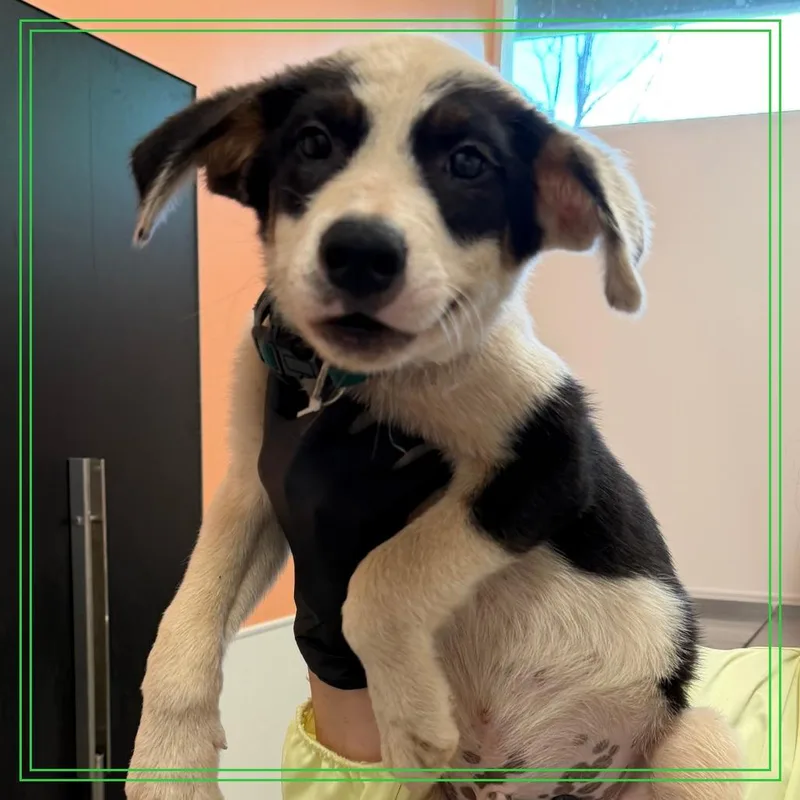 A baby medium-sized male Mixed Breed dog named Apple for adoption in Austin, TX