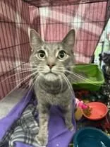 An adult medium-sized male Tabby (Gray / Blue / Silver) Domestic Short Hair cat named Alloy for adoption in Manitowoc, WI