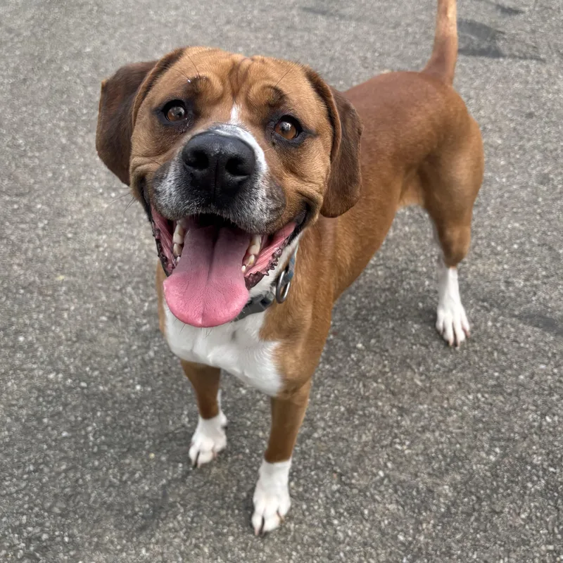 An adult medium-sized male Brown / Chocolate Mixed Breed dog named Cooper for adoption in Waynesburg, PA