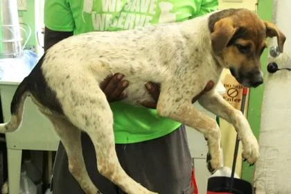 A baby medium-sized male Catahoula Leopard Dog dog named Hustler for adoption in Picayune, MS