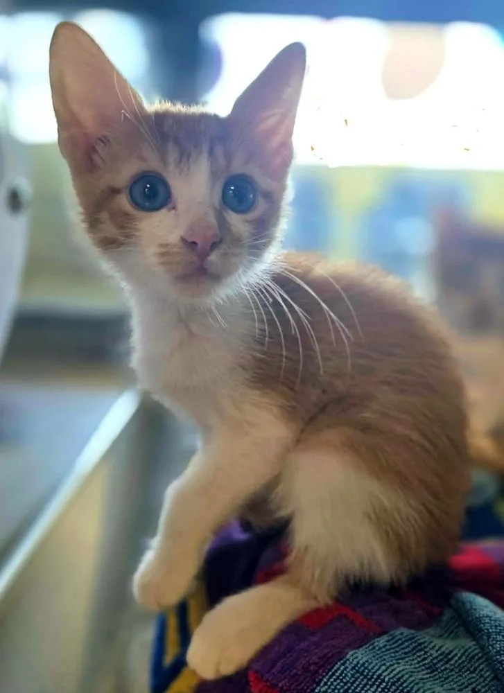 A baby small-sized male Orange & White Domestic Short Hair cat named Sebastian for adoption in Bossier City, LA