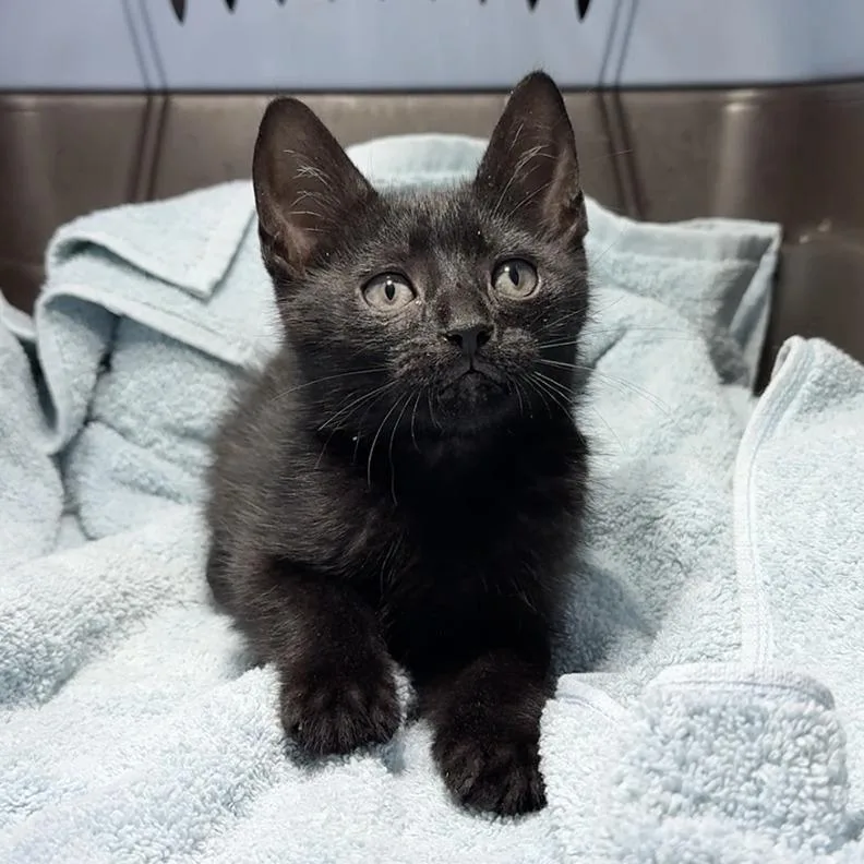 A baby small-sized male Domestic Short Hair cat named Steel for adoption in Cumming, GA
