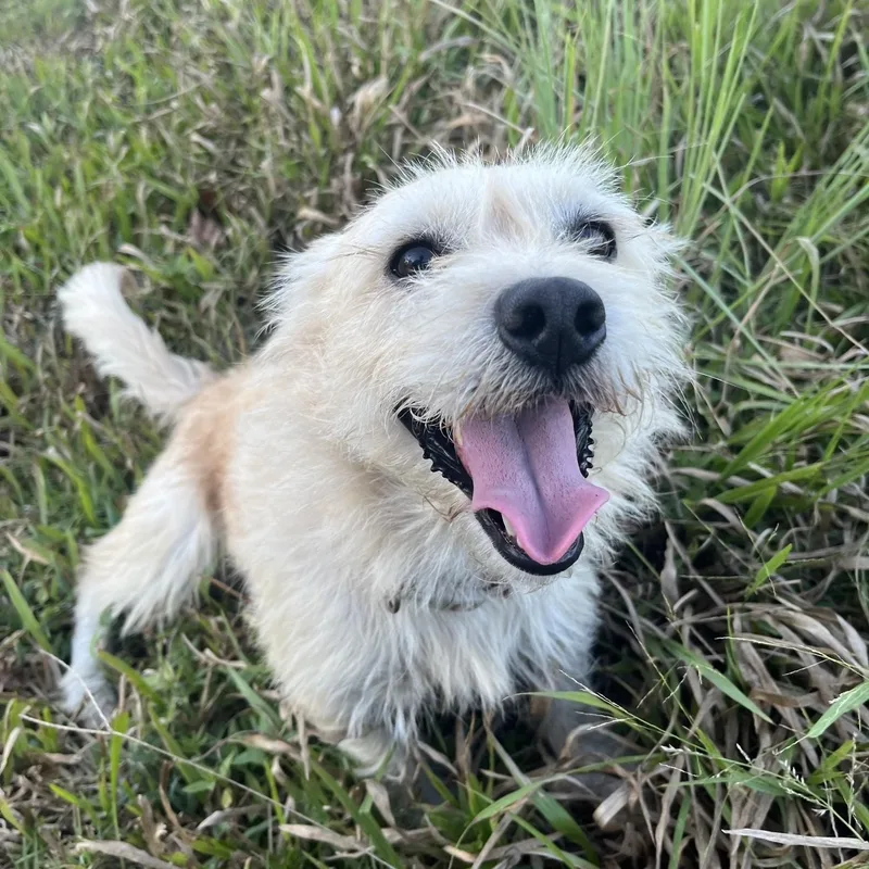 A young small-sized male Terrier dog named Bruizer for adoption in Zimmerman, MN
