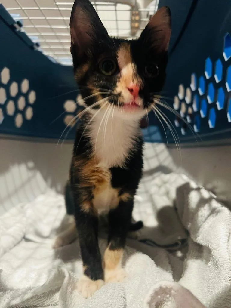 A baby small-sized female American Shorthair cat named Winky for adoption in Darien, GA