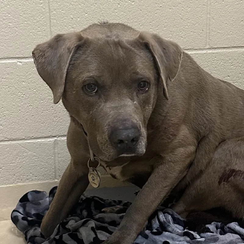 An adult medium-sized male Yellow / Tan / Blond / Fawn Mixed Breed dog named Blue for adoption in Winston-Salem, NC