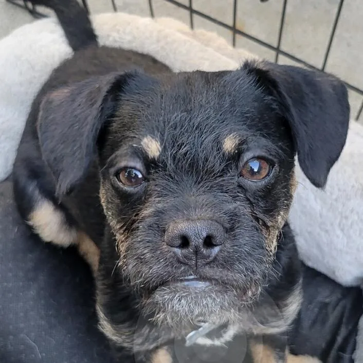 Tinkerbell thumbnail 3