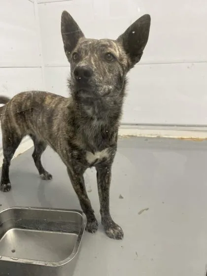 An adult medium-sized female Dutch Shepherd dog named Hermosa for adoption in Mount Pleasant, IA