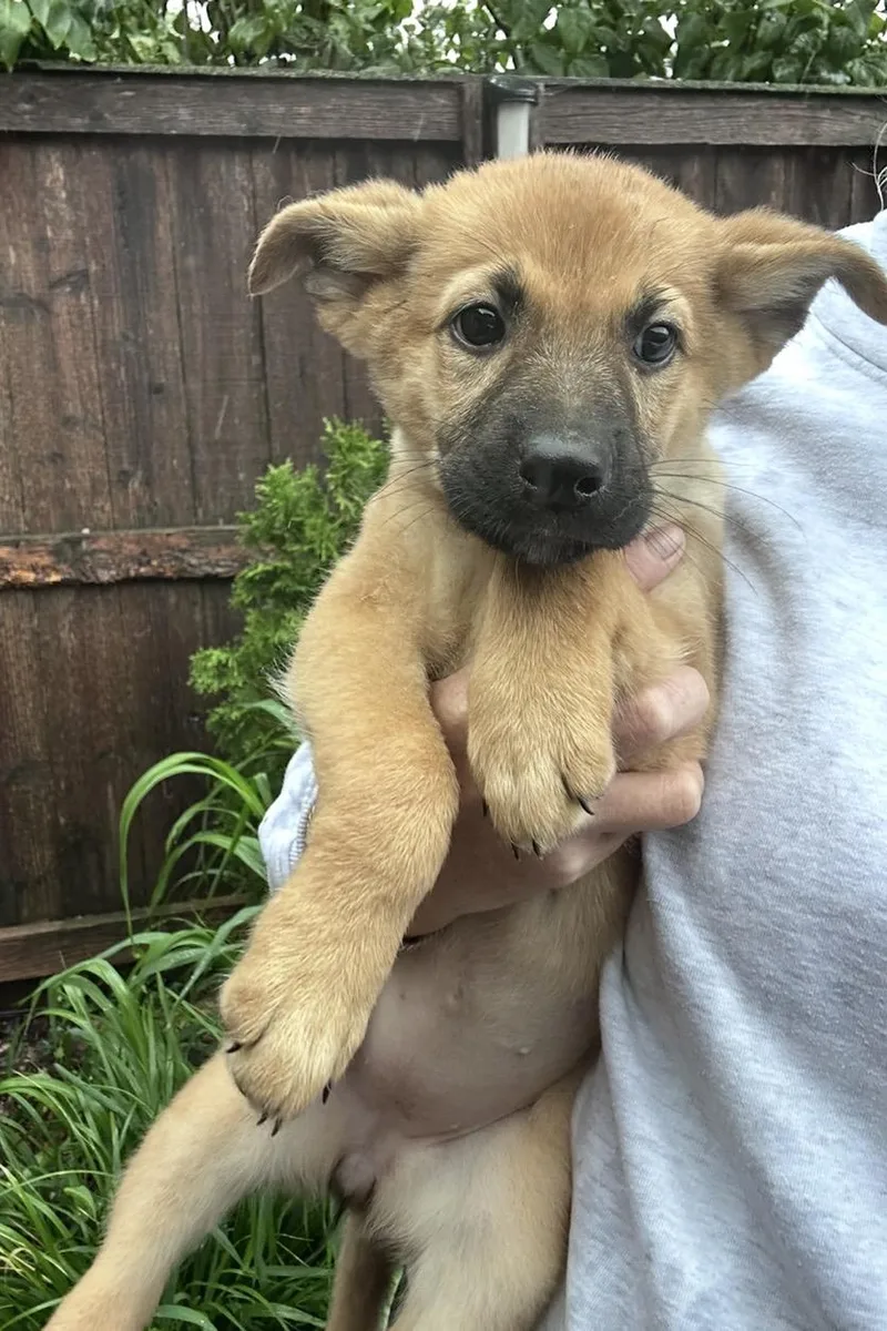 A baby medium-sized female Yellow / Tan / Blond / Fawn German Shepherd Dog dog named Marina for adoption in Wonder Lake, IL