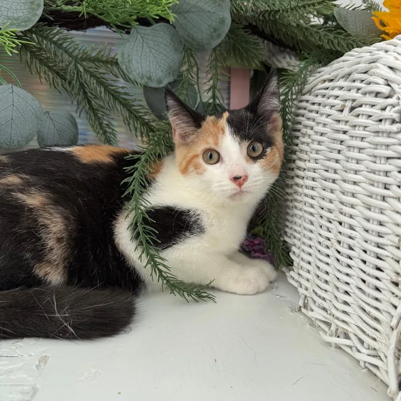 A baby small-sized female Calico Domestic Short Hair cat named Sticky Bun Legion for adoption in Eaton Rapids, MI