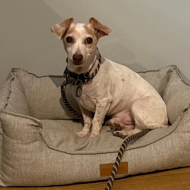 A senior small-sized male White / Cream Chihuahua dog named Ash for adoption in Brooklyn, NY