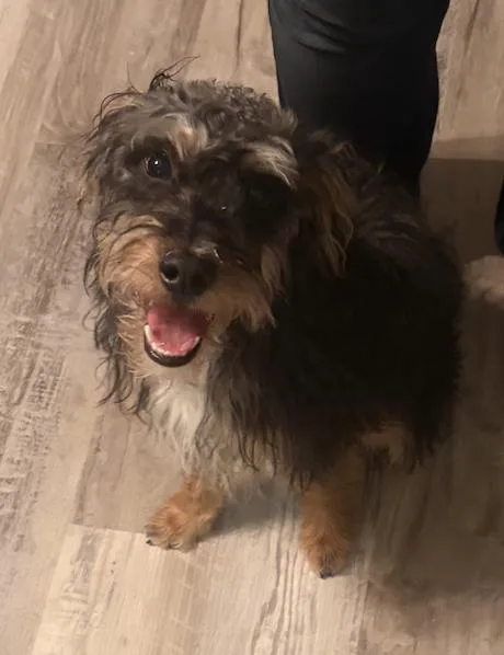 A young medium-sized male Australian Shepherd dog named Gus for adoption in Arlington, TX