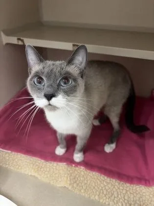 A young small-sized female Buff & White Siamese cat named Daffodil Sasha for adoption in Sacramento, CA