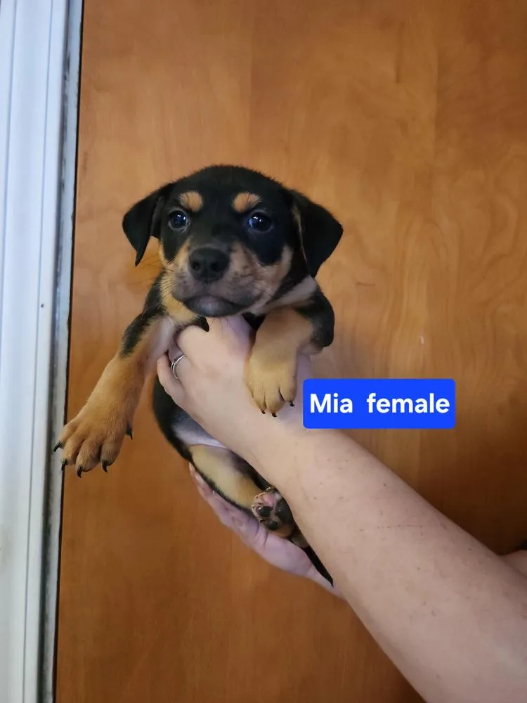 Mia thumbnail 4
