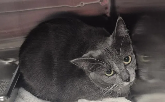 A young medium-sized female Domestic Short Hair cat named Bailey for adoption in Decatur, IL