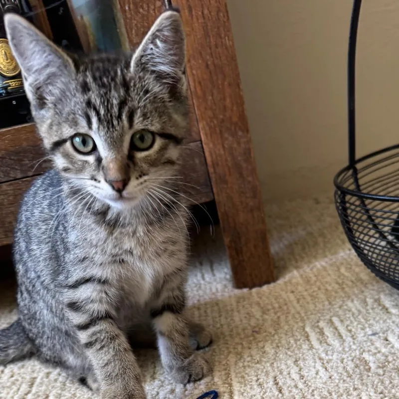 A baby small-sized male Brown / Chocolate Domestic Short Hair cat named Havoc for adoption in Talent, OR