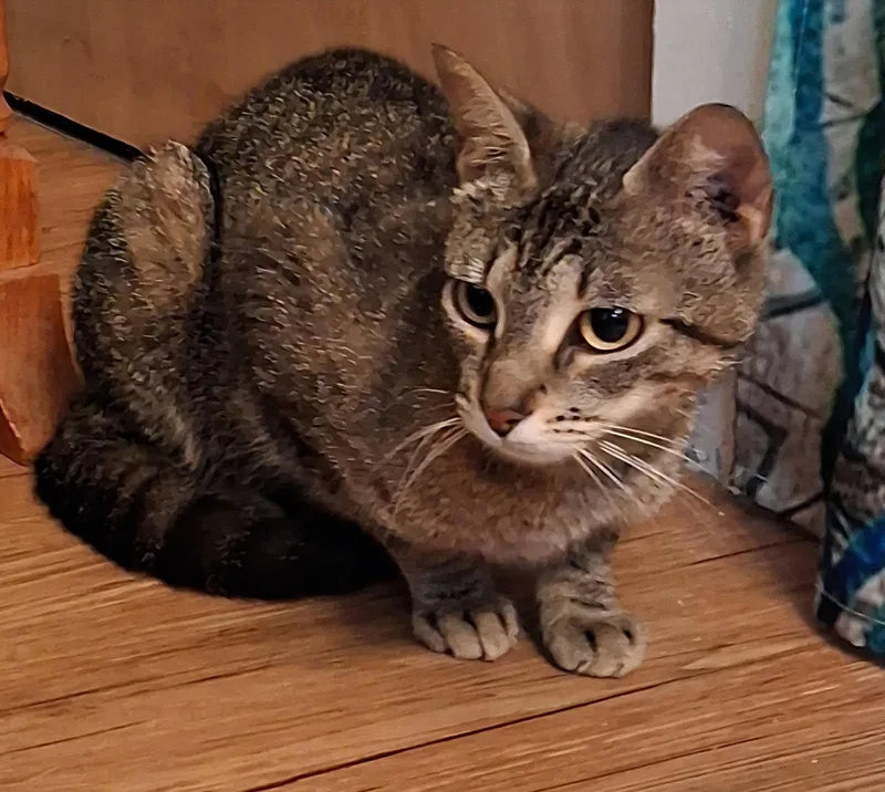 An adult medium-sized female Tabby (Buff / Tan / Fawn) Domestic Short Hair cat named Dolly for adoption in Kenhorst, PA
