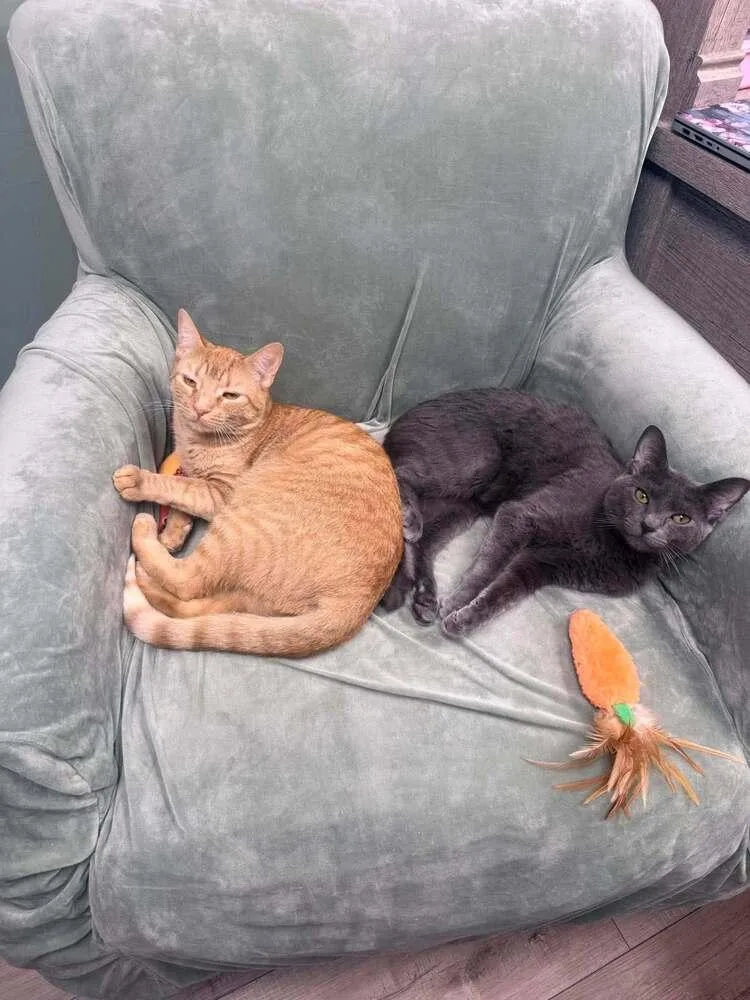A young medium-sized male Tabby (Orange / Red) Domestic Short Hair cat named Newton Orchard for adoption in Mount Laurel, NJ