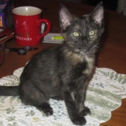 A baby small-sized female Tortoiseshell Domestic Short Hair cat named Willow for adoption in Rochester, MN