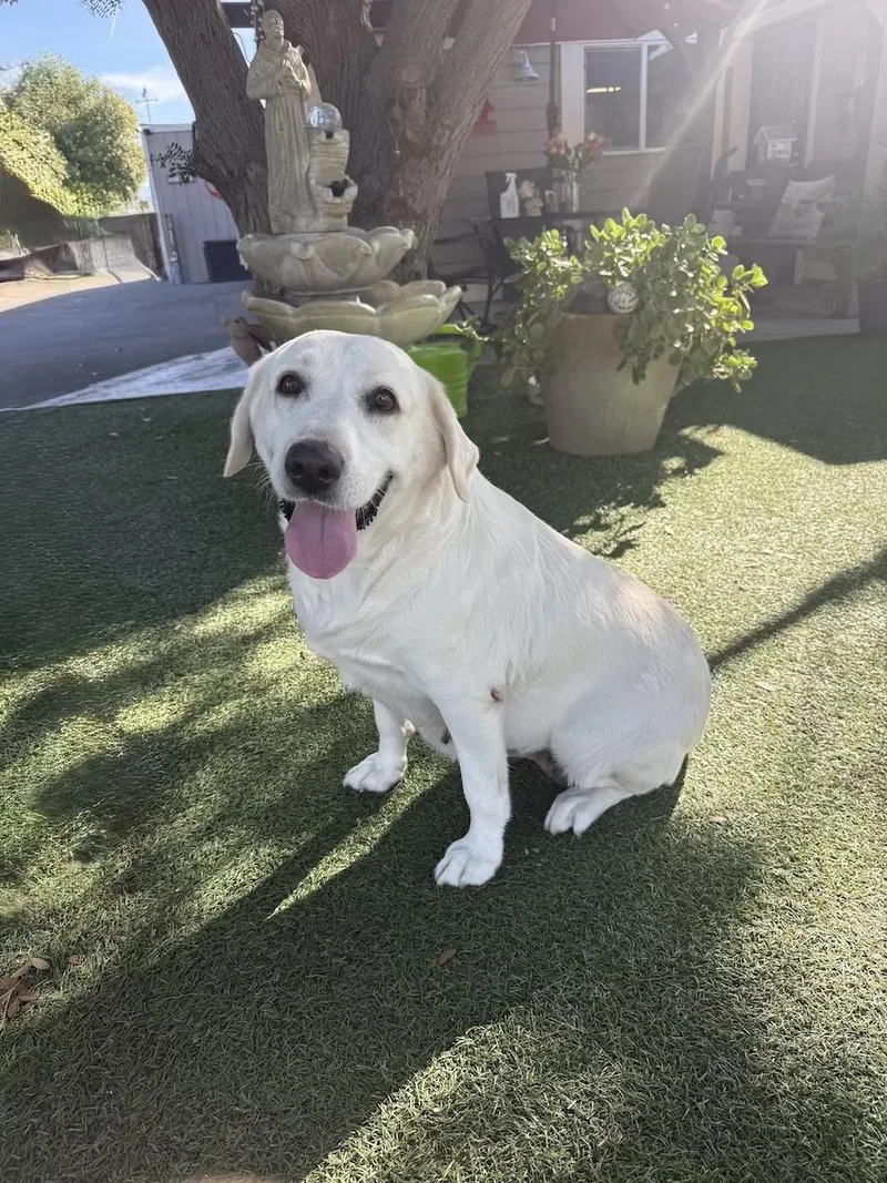 An adult large-sized female White / Cream Labrador Retriever dog named Zelda for adoption in Temecula, CA