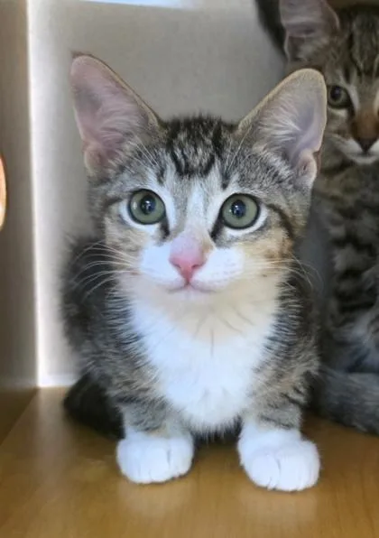 A baby small-sized female Domestic Short Hair cat named Saturn for adoption in Bellevue, WA
