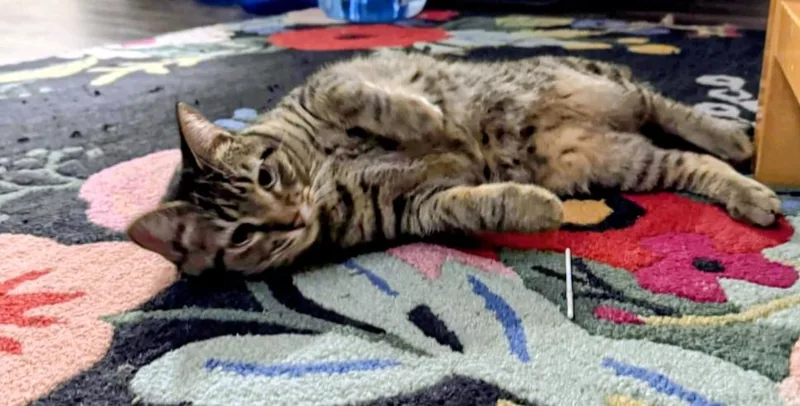 An adult medium-sized male Tabby (Brown / Chocolate) Domestic Short Hair cat named Boingo for adoption in Pearland, TX