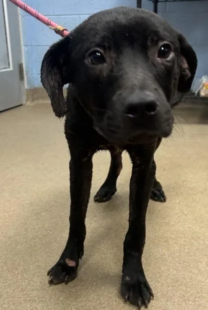 An adult medium-sized male Mixed Breed dog named Beto for adoption in Chamblee, GA