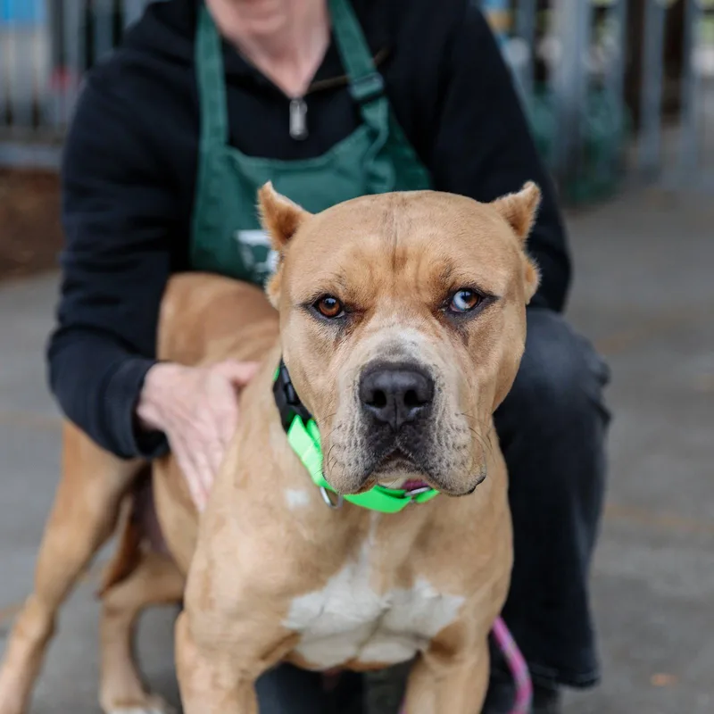 A young large-sized female Pit Bull Terrier dog named Rhonda for adoption in Oakland, CA