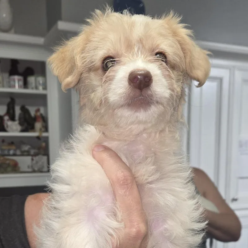 A baby small-sized female Apricot / Beige Chihuahua dog named Clarrise for adoption in Montgomery, TX