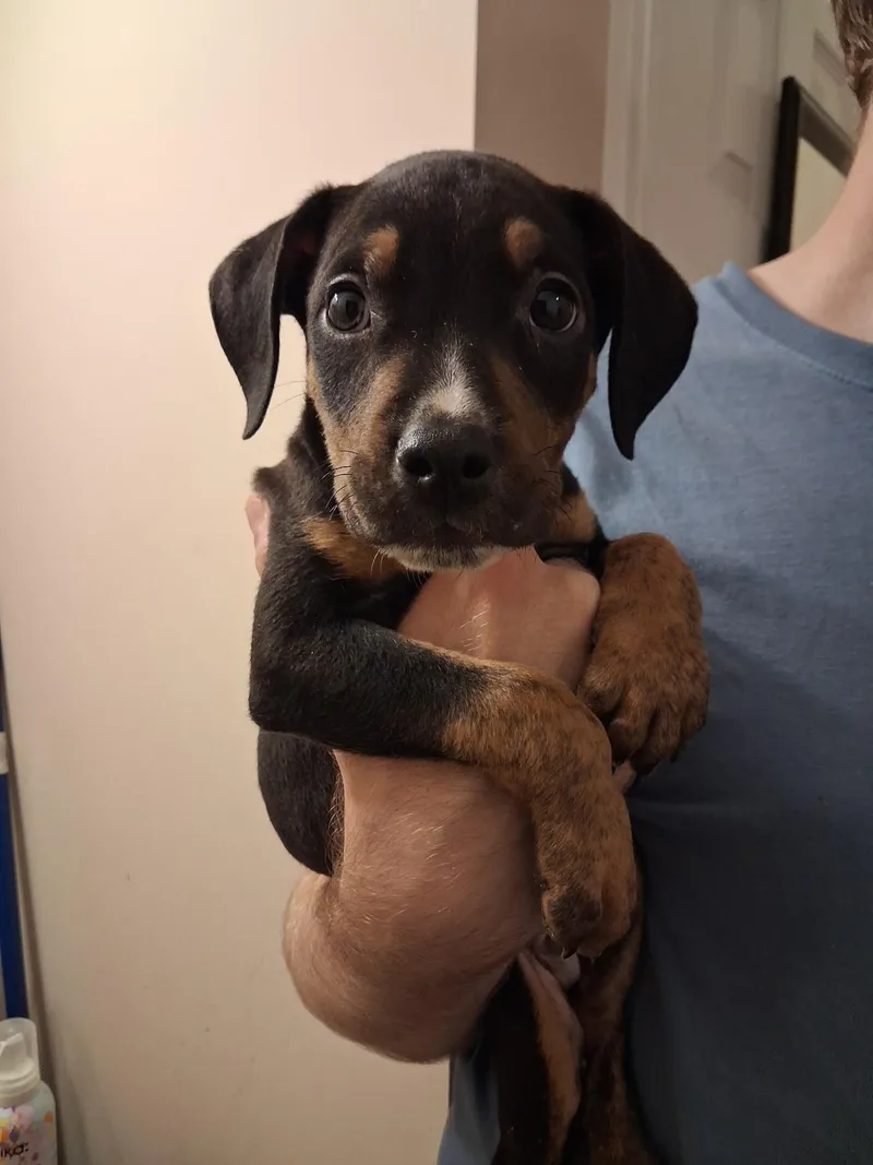 A baby medium-sized male Tricolor (Brown, Black, & White) Doberman Pinscher dog named Fang for adoption in White Lake, MI