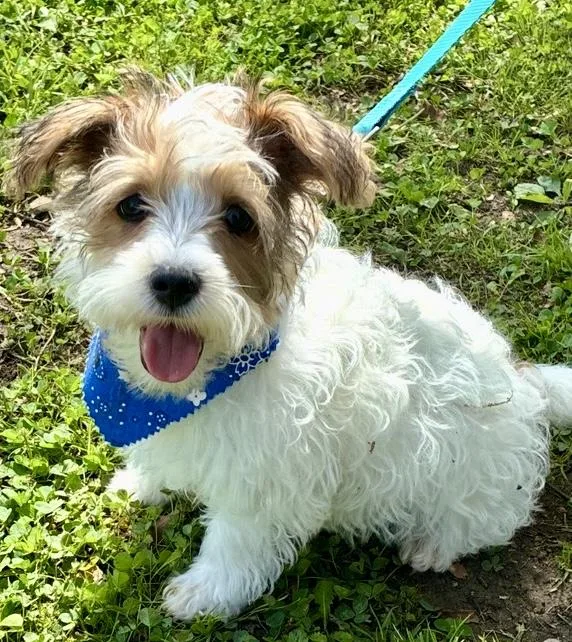 A baby small-sized male White / Cream Maltipoo dog named Toby for adoption in Okolona, MS