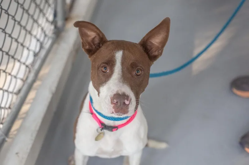 An adult medium-sized female Boxer dog named Timber for adoption in Mountain Home, AR