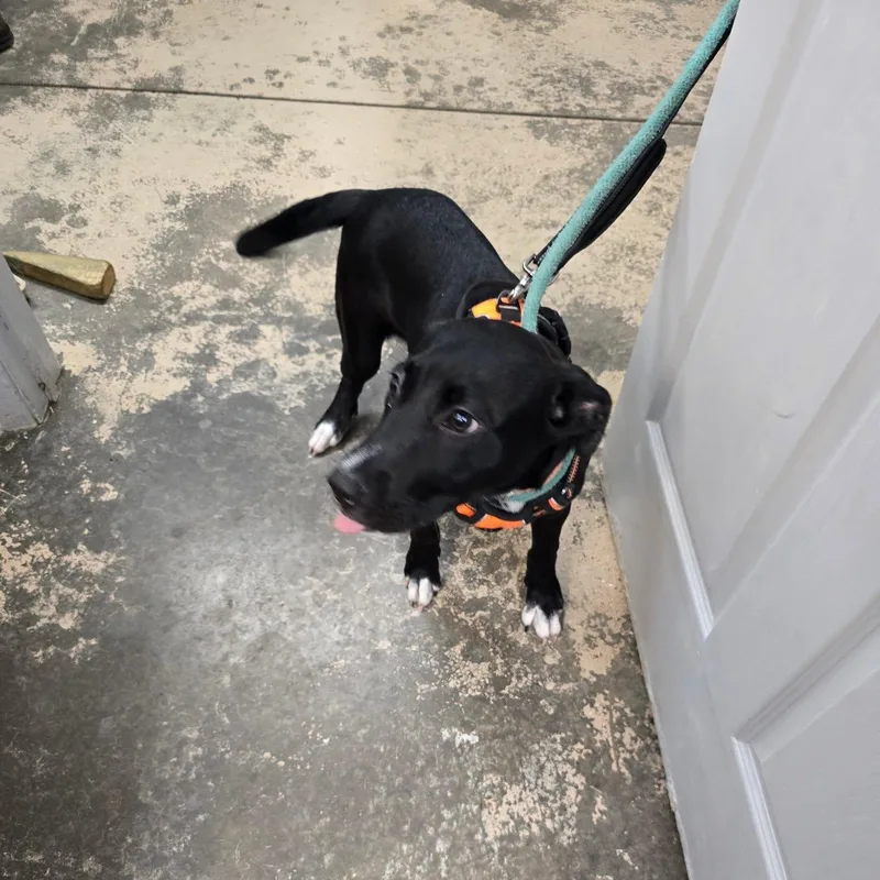 A baby large-sized female Black Mixed Breed dog named Little Miss for adoption in Saint Marys, PA