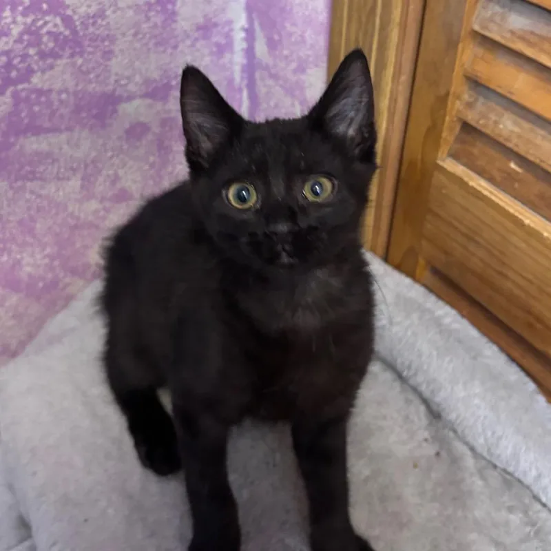 A baby small-sized male Black Domestic Short Hair cat named Binx for adoption in Grantsville, UT