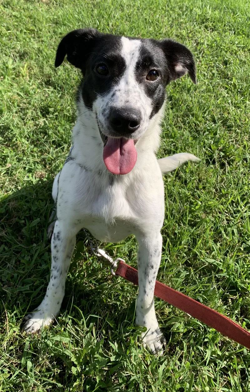 An adult medium-sized male Merle (Blue) Australian Cattle Dog / Blue Heeler dog named Auggie for adoption in Massena, NY