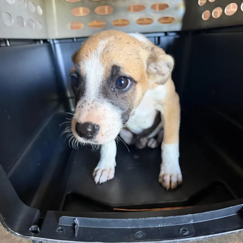 A baby small-sized female Terrier dog named Elsa for adoption in Birmingham, AL