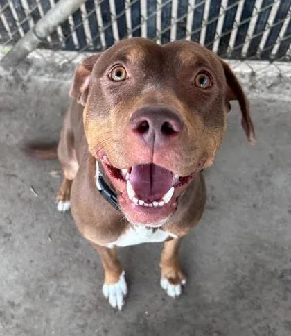 An adult medium-sized female Labrador Retriever dog named Ivy for adoption in Savannah, GA