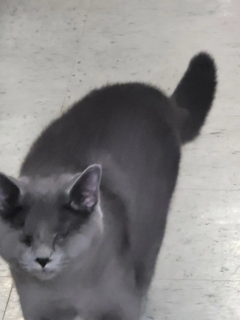 A young medium-sized female Gray / Blue / Silver Domestic Short Hair cat named Tamara for adoption in Locust Grove, VA