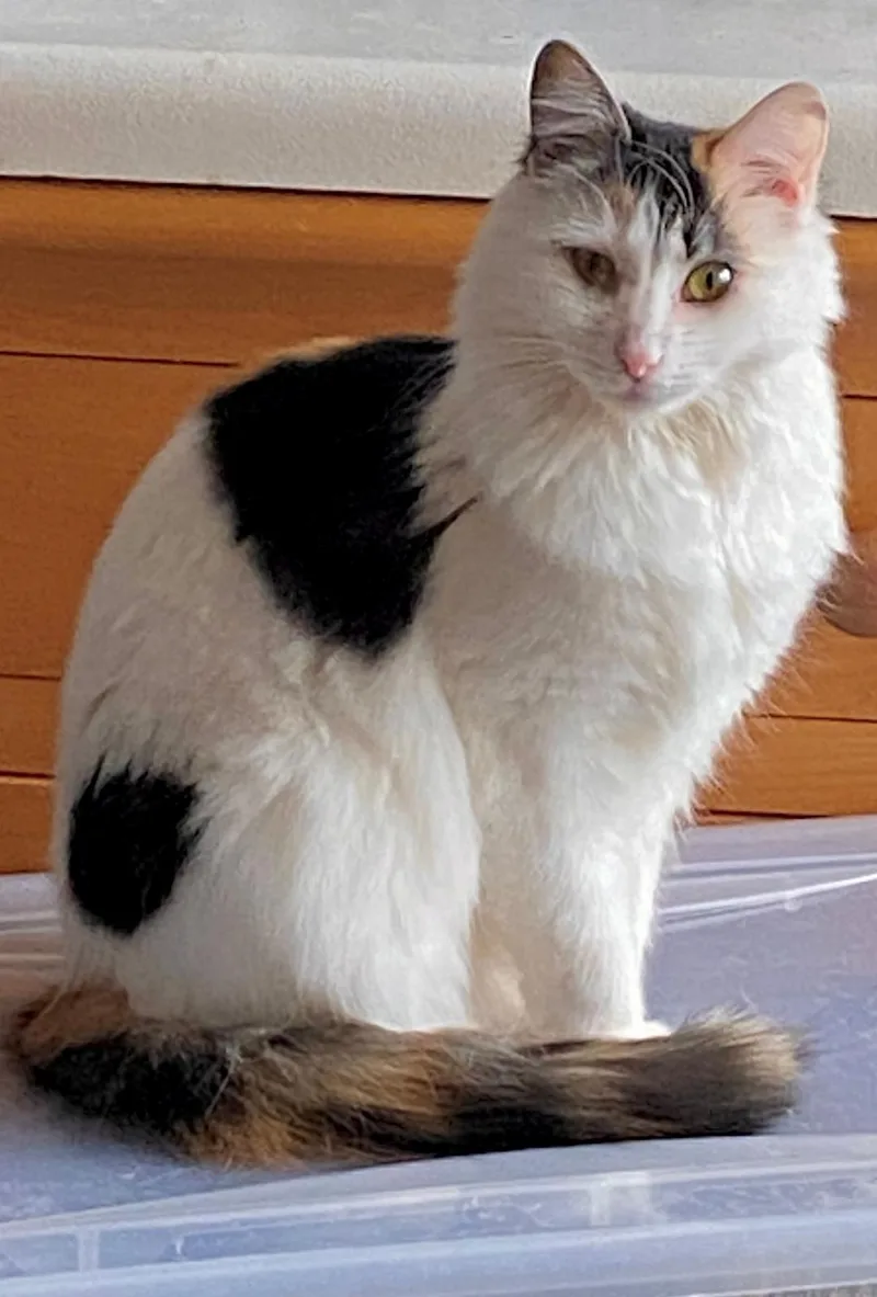A young medium-sized female Domestic Long Hair cat named Fancy for adoption in Monroe Township, NJ