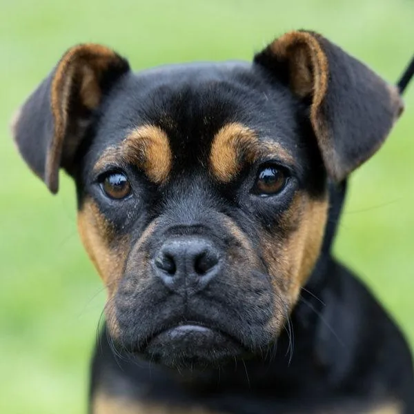 Chestnut thumbnail 2