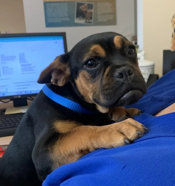 Chestnut thumbnail 3