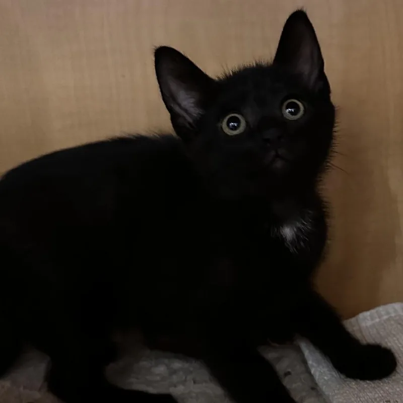 A baby small-sized male Black Domestic Short Hair cat named Westie for adoption in Washington Township, OH