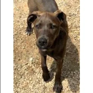 A young medium-sized male Brown / Chocolate Mixed Breed dog named Squirt for adoption in Newark, DE