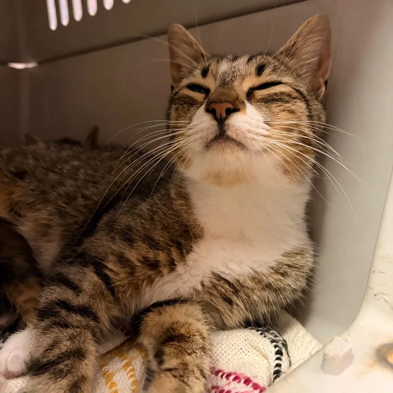 A young medium-sized female Domestic Short Hair cat named Miss Honey for adoption in Newark, NJ